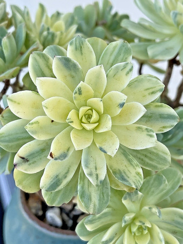 Rare variegated aeonium - rare,