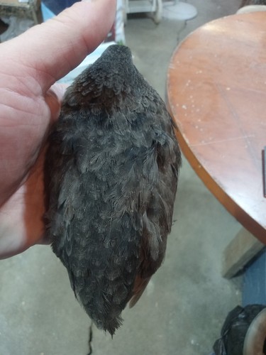 Black banded coturnix - 12+,