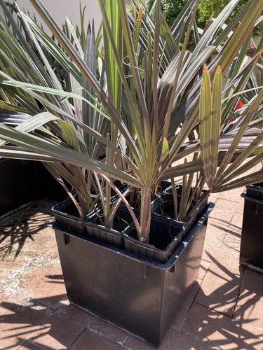Bismarckia nobilis gallon - bismarckia, 1