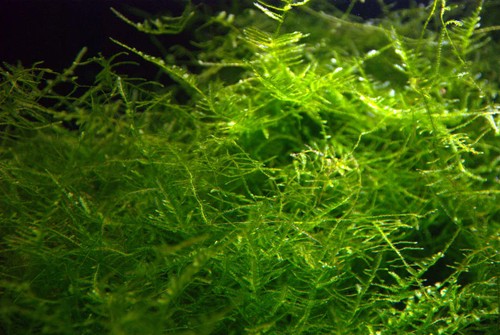 Java moss live - java,