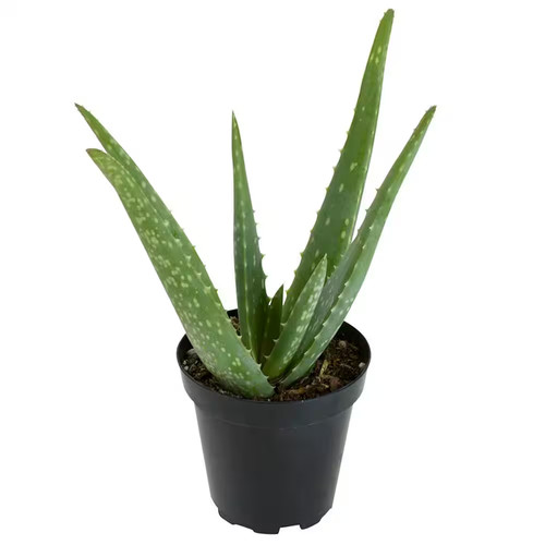 Live aloe vera succulent - aloe,