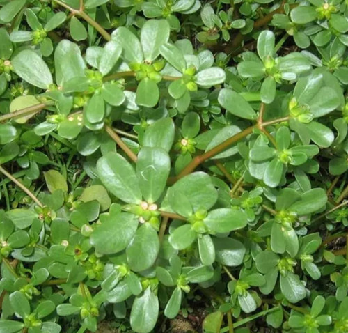 Golden purslane seeds 1000 - seeds, 1000+