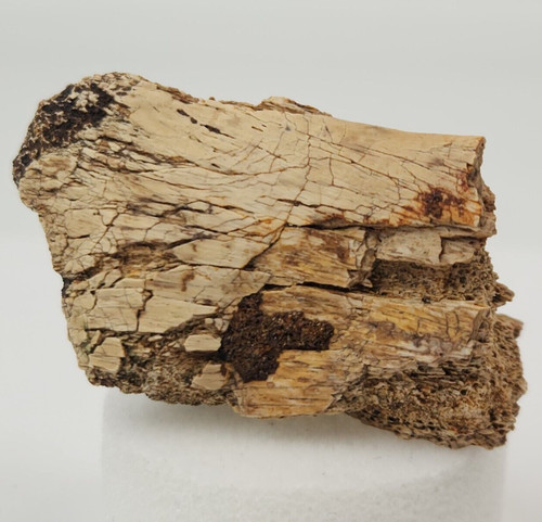 Hadrosaur transverse process - transverse,