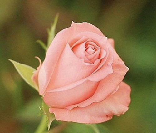 Pack classic rose seeds for - rose,