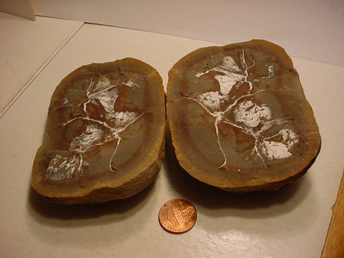 Fossil insect bug rock - fossil,