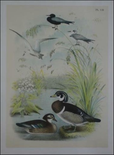 Original antique color - antique,