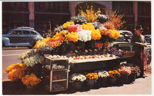 Postcard san francisco flower - postcard, "san