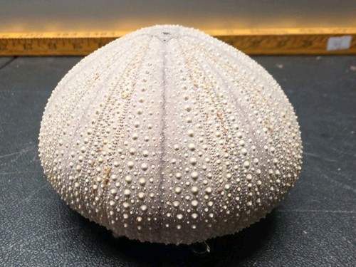 Natural sea shell urchin - sea,
