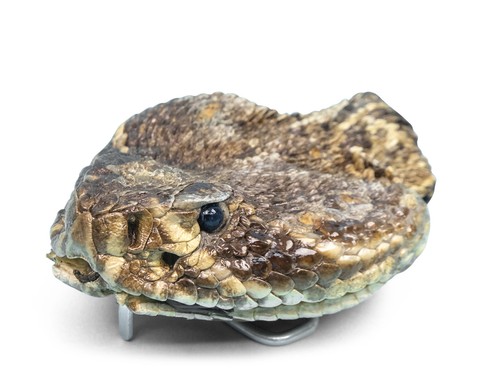 Real rattlesnake belt buckle - rattlesnake,