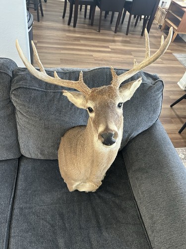 Deer point shoulder - deer, 9