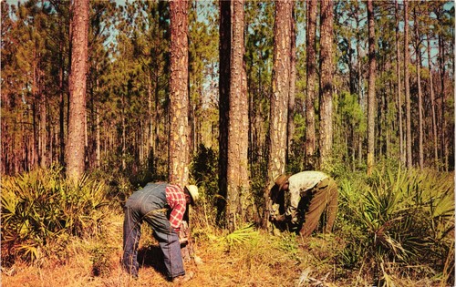 Florida turpentining dixie - florida,