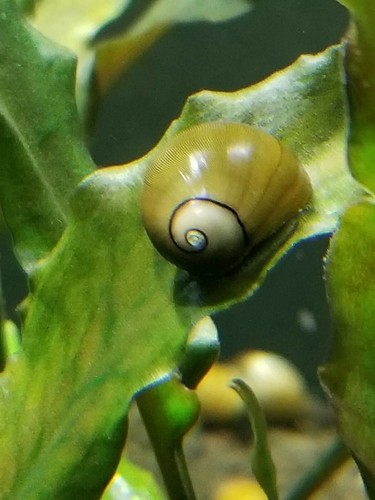 Live freshwater olive - 10,