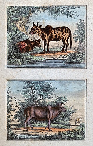 1844 buffon asian - 1844,