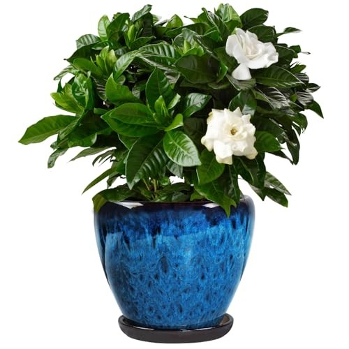 Ceramic plant pots with saucer - plant,