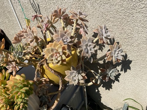 Echeveria plants - echeveria,