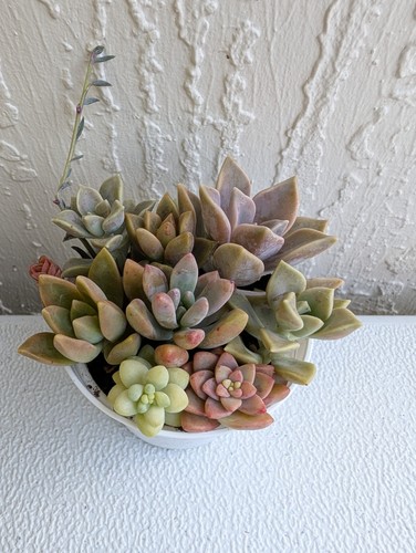 Echeveria succulent mix - succulent,