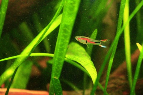 Red tiger endler beginner nano - red,