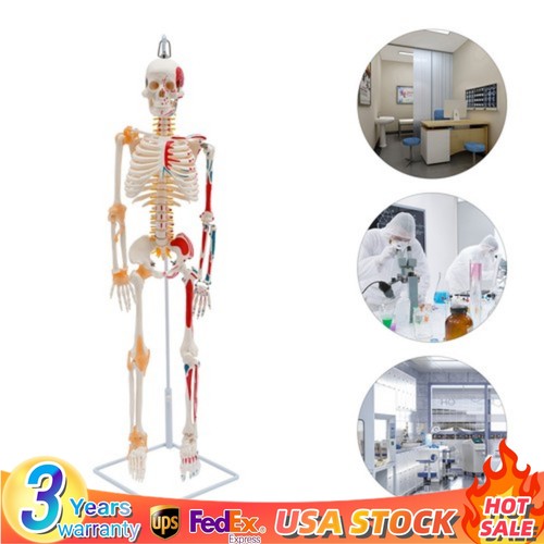 Half life size - 34", human