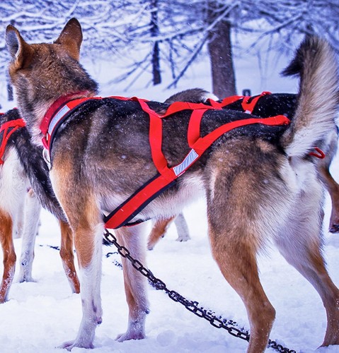 Neewa pro sled dog pulling - pro,