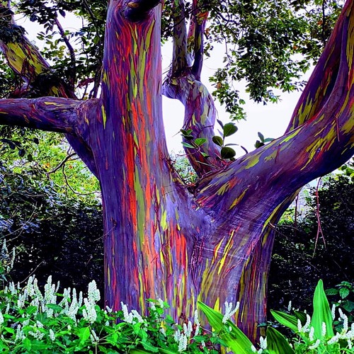 Eucalyptus deglupta rainbow - deglupta,