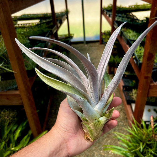 Chiapensis giant form - form, air