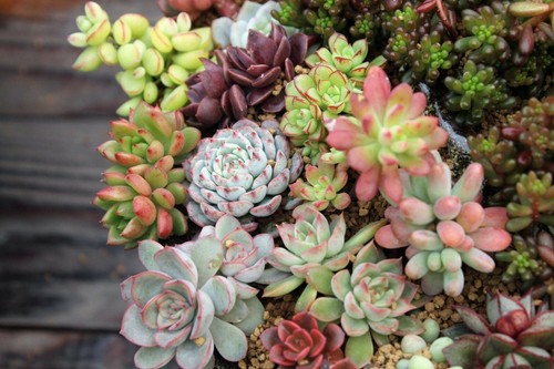 Assorted succulent cuttings - succulent,