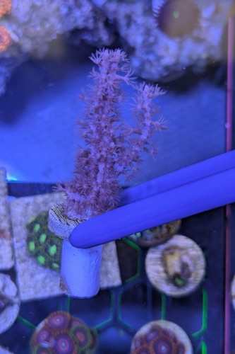 Purple bottle - 💜,