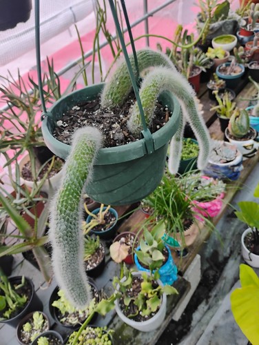 Large inch pot monkey - 6, tail