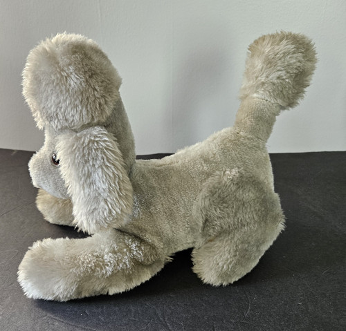 Gray poodle puppy dog firmly - puppy,