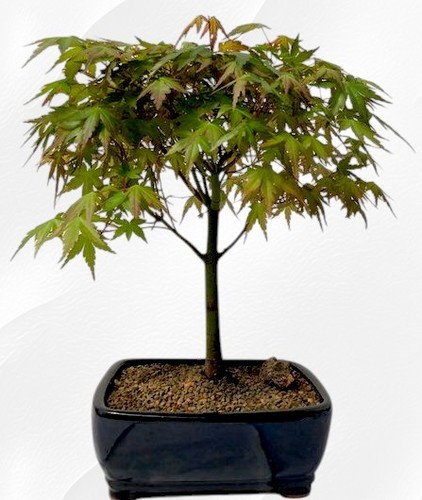 Acer palmatum japanese - palmatum, green