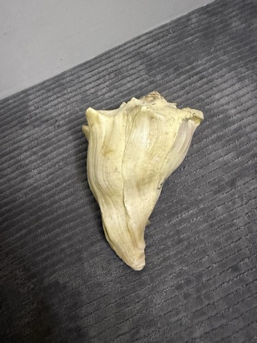 Natural queen conch - natural, 6"