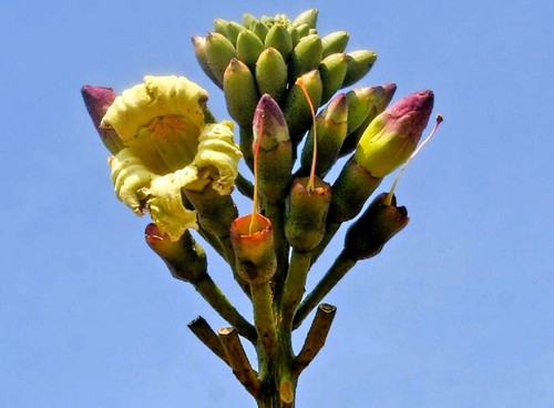 Indian trumpet flower - 20,