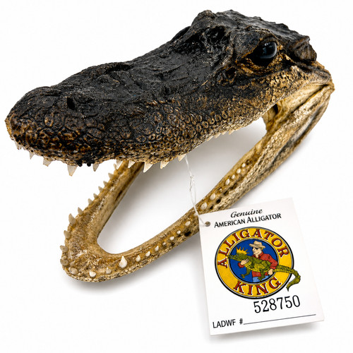 Genuine american alligator - genuine,