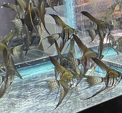 Angelfish pinoy blues - angelfish, pinoy,