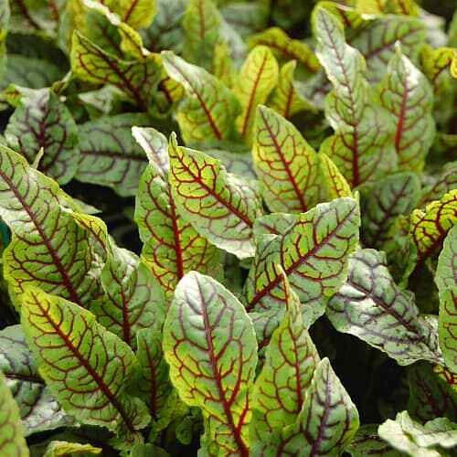 Red veined sorrel - red, seeds