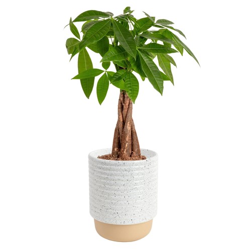 Money tree live indoor plant - money,