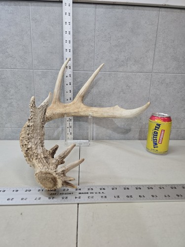 Wild point 1 shed - wild, 75-1"