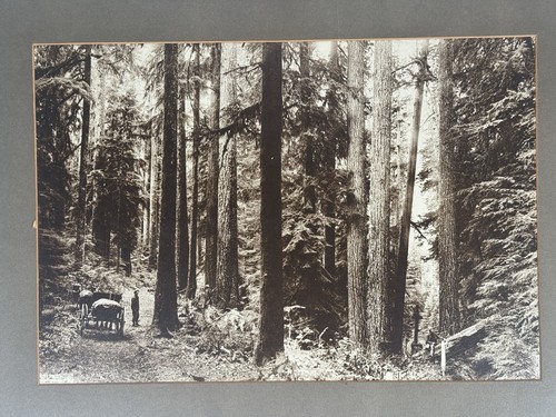 Antique oregon logging - antique,