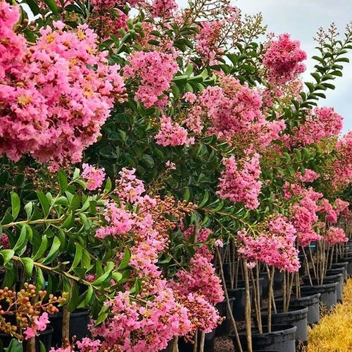 Sioux pink crape - crape,