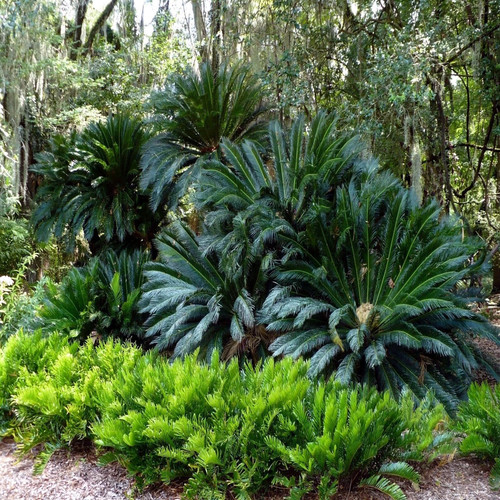 King sago palm seeds cycas - sago, (cycas