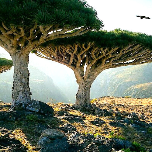 Dragon blood tree seeds - dragon's,