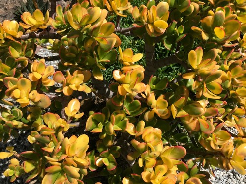 Golden jade hummels sunset - golden,