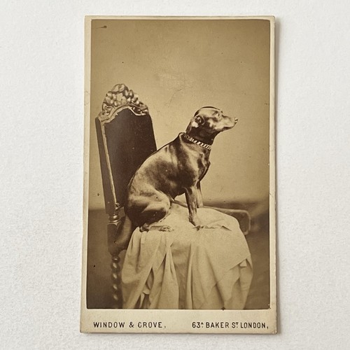 Antique cdv photograph - antique,