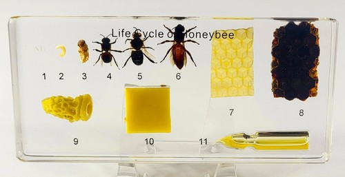 Lifecycle honey bee 5 - honey,