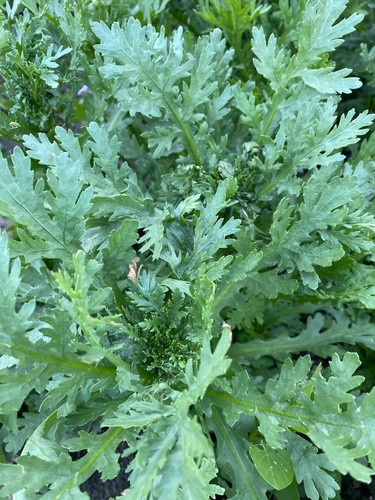 Shungiku seeds non - seeds,, non-gmo,