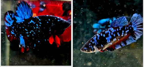 Live betta fish avatar - live, pair