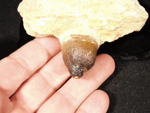 Globidens jaw bone fossil with - bone,