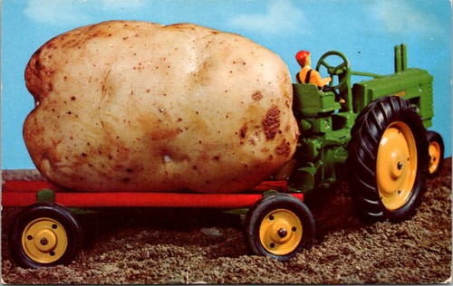 Giant maine potato - maine, green