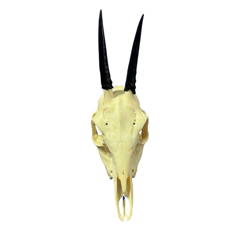 Duiker skull real deer - duiker,