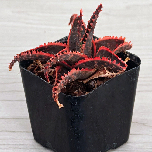 Succulent live plant aloe - plant,